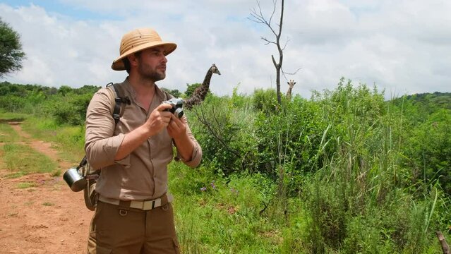 a man traveler in safari style takes a photo of a giraffe in the jungle of the national park and shows a like to the camera and smiles. Male tourist on a safari in Africa