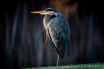 great blue heron standing on one leg