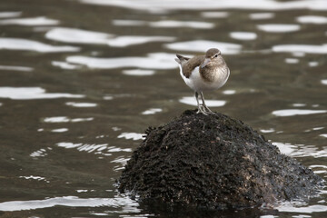 Sandpiper in a Loch