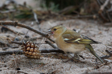 chaffinch chick and pine cone