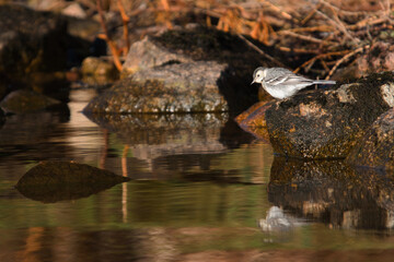 Juvenile wagtail contemplating life
