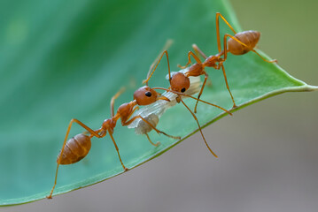 ants take their young to a new nest