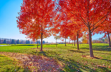 The red maple grove at the green meadow
