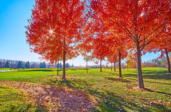 The Red Maple Grove At The Green Meadow