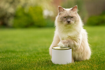 Ragdoll cat holding and resting paw on a can with food and blank empty cover label. The light cat...