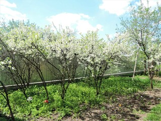 Tourism. Journeys. Spring, nature, countryside, sky.	Cherry orchard. Trees are blooming.