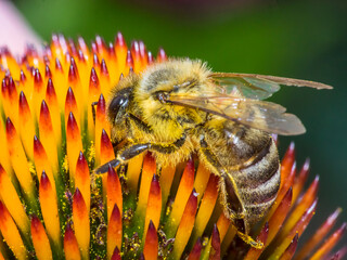 Bee 170