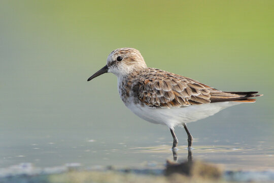 Close up shot of Little Stint, a small wading bird.