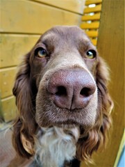 A dog on a walk. The breed of the dog is a Russian hunting spaniel. Hunting.