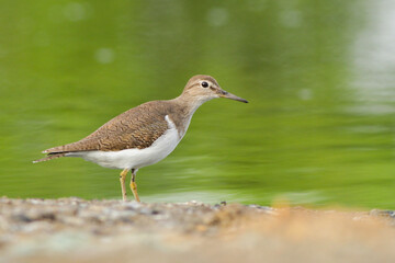 Common Sandpiper watching curiously into the camera lens.