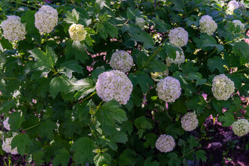 flowers in the garden