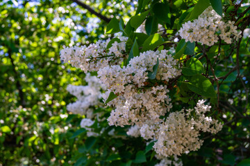 flowers in the garden