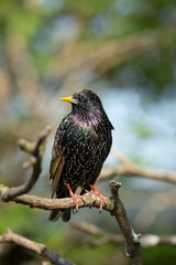 Common starling (Sturnus vulgaris) on a branch