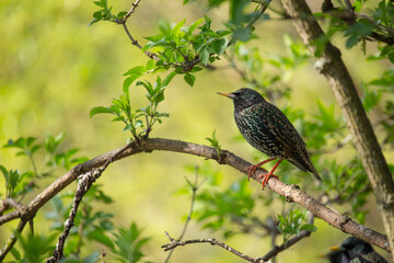 Common starling (Sturnus vulgaris) on a branch