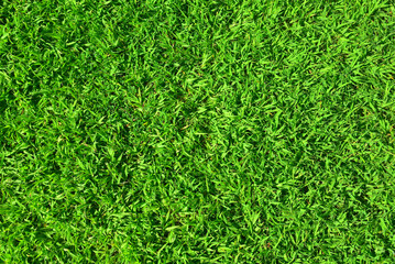 Fototapeta premium Texture of bright green not mown lawn. Bright background image of a lawn
