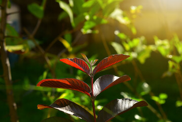 Red guava (Tub Tim Siam)