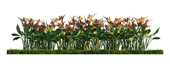 A 3d rendering image of birs of paradise on green grasses field
