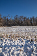 Snow covered cornfield with trees in the background in winter