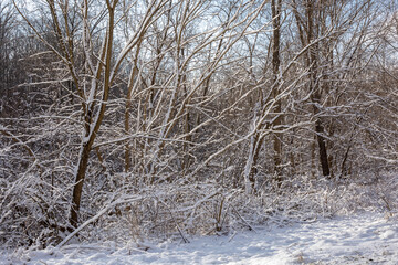 Brown bare snow covered branches background