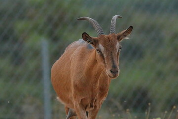 close up of a wild goat on cres island