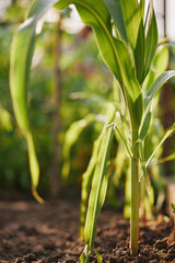 fresh green corn field on the sunny day