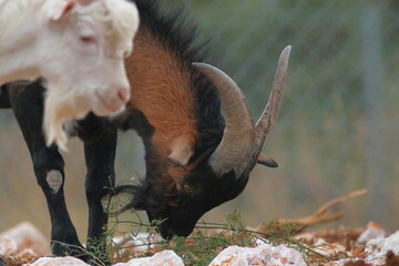 close up of a wild goat on cres island