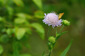 butterfly on a blooming dog rose flower