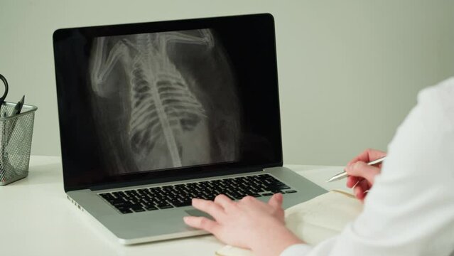 Doctor veterinarian examining hedgehog skeleton roentgen on laptop computer. Woman vet analyzing animal bones x-ray close-up. Healthcare and medicine concept.