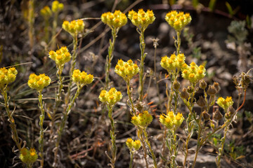 Yellow flowers of helichrysum arenarium immortelle on green blurry background (golden grass flower)