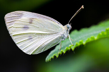 Cabbage butterfly (Pieris rape). Stock photo.
