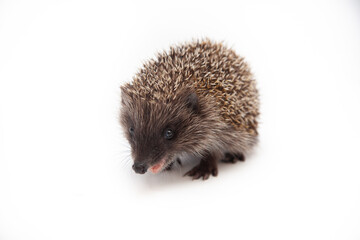 Obraz premium Adorable European hedgehog over happy on white studio background