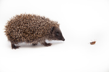 Adorable European hedgehog over happy on white studio background