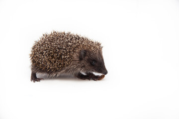 Adorable European hedgehog over happy on white studio background