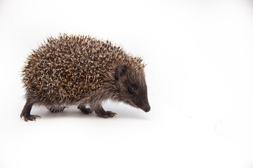 Adorable European hedgehog over happy on white studio background