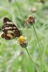 butterfly on a flower