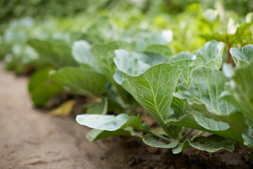 Rows of fresh cabbage plants in the garden