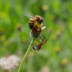 fly on a leaf
