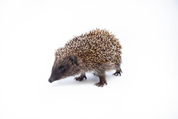 Adorable European hedgehog over happy on white studio background