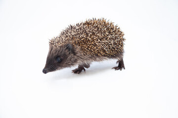 Adorable European hedgehog over happy on white studio background
