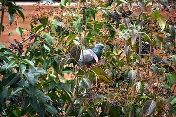Pigeon resting in a tree