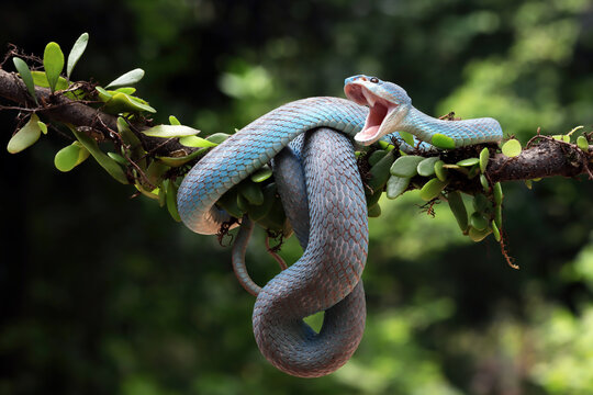 Close-up of a white-lipped island pit viper on a branch, Indonesia