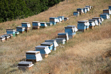 Honey bee hives placed in nature to make honey