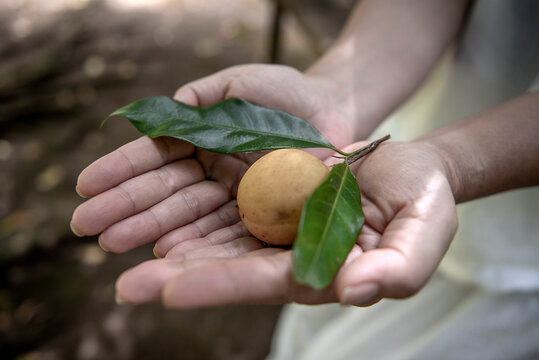 Close-up of a person holding a fresh nutmeg, Maluku islands, Indonesia