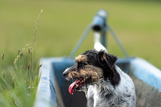cute small jack russell terrier dog is on a hot summer day in a kneipp treading pool in nature