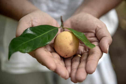 Close-up of a person holding a fresh fruit from Myristica fragrans tree, Maluku islands, Indonesia