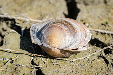 A river shell, Unio pictorum on a cracked muddy dry surface. Freshwater river mussel, Unio pictorum...