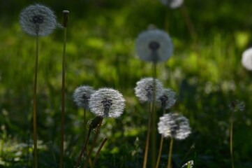 white dandelion in the meadow