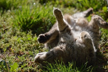 a gray cat is lying on a meadow