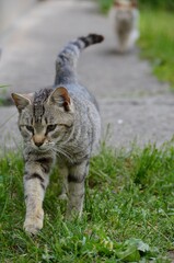 a gray cat walks in a meadow