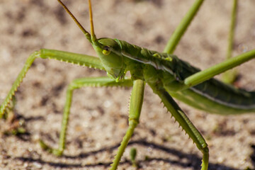 grasshopper on the grass
